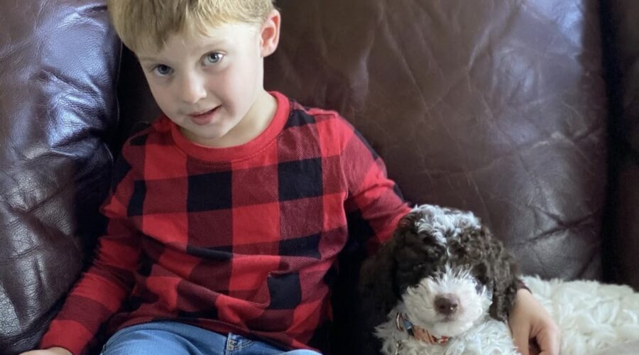 Lagotto Romagnolo puppy calmly resting next to a young child on a couch