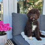 Lagotto Romagnolo puppy Tony sitting on patio chair with calm truffle dog temperament