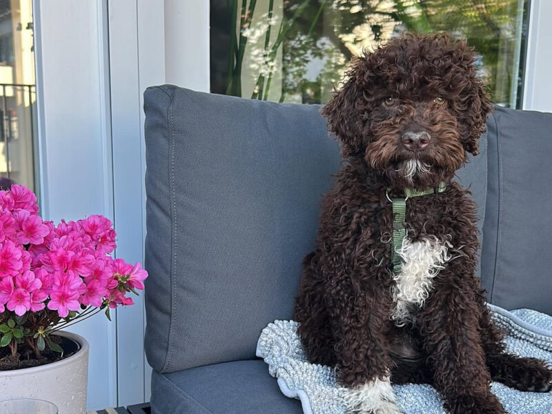 Lagotto Romagnolo puppy Tony sitting on patio chair with calm truffle dog temperament
