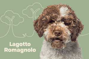 Lagotto Romagnolo adult dog with curly coat — premium truffle-hunting breed