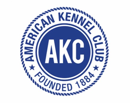 AKC certified Lagotto Romagnolo breeder – Golden Truffle Lagotto