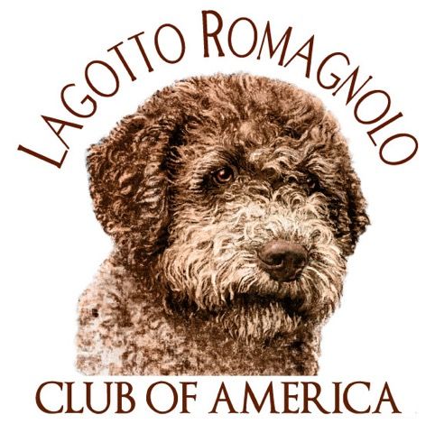 Lagotto Romagnolo Club of America member breeder – Golden Truffle Lagotto
