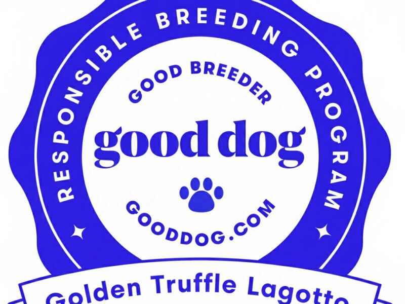Good Dog Responsible Breeder – Golden Truffle Lagotto Lagotto Romagnolo puppies