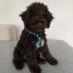Lagotto Romagnolo male puppy sitting calmly indoors
