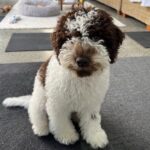 Lagotto Romagnolo puppy Courtney sitting indoors with curly brown and white coat