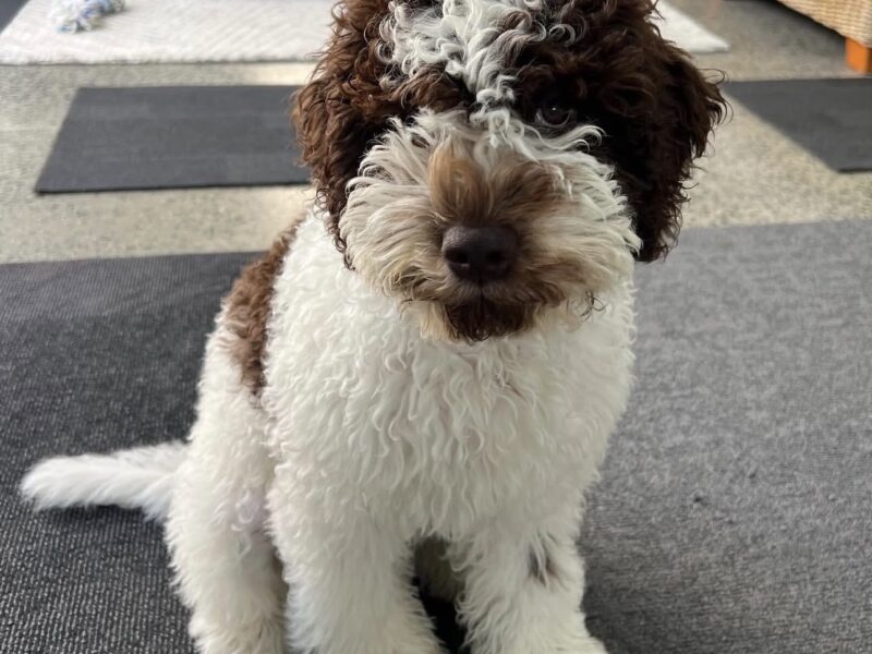 Lagotto Romagnolo puppy Courtney sitting indoors with curly brown and white coat