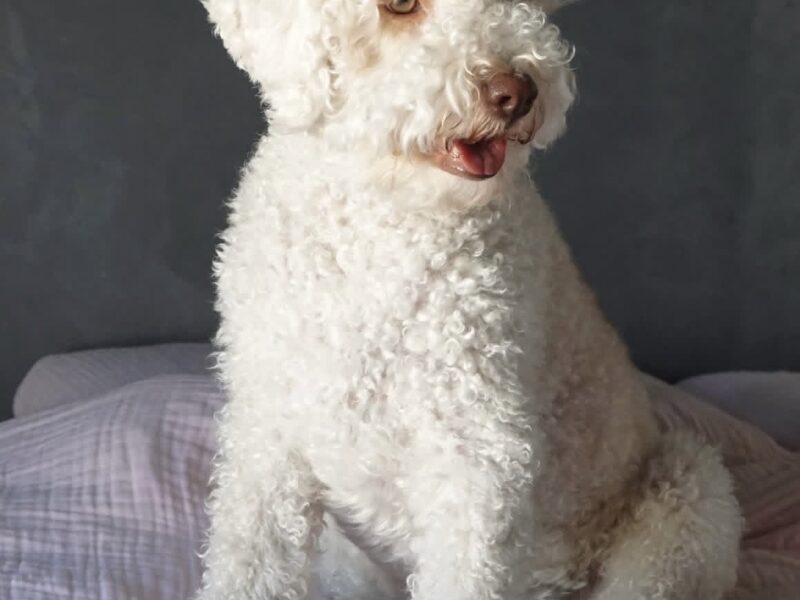 Carry, the white lagotto romagnolo for sale