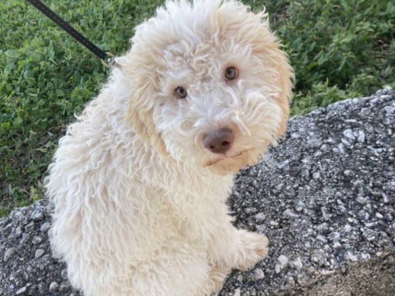 Jordan, white adult lagotto romagnolo