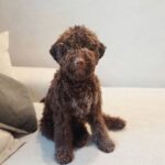 Lagotto Romagnolo puppy Snoopy sitting indoors showing calm truffle dog temperament