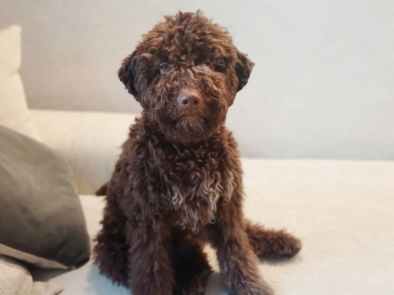 Lagotto Romagnolo puppy Snoopy sitting indoors showing calm truffle dog temperament
