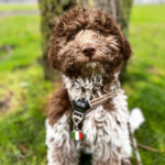 Lagotto Romagnolo puppy Falco sitting outdoors showing strong scentwork instincts