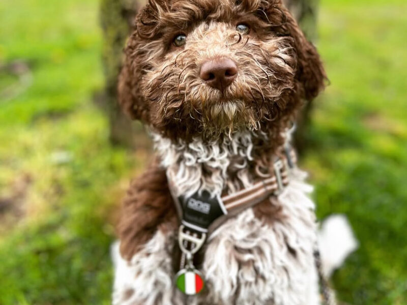 Lagotto Romagnolo puppy Falco sitting outdoors showing strong scentwork instincts