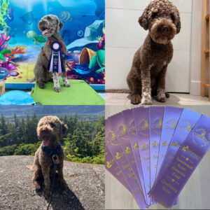 Brown Lagotto Romagnolo stud dog Montoro, champion working male used in top Lagotto Romagnolo puppies for sale programs, showing scent detection titles and strong breed structure.
