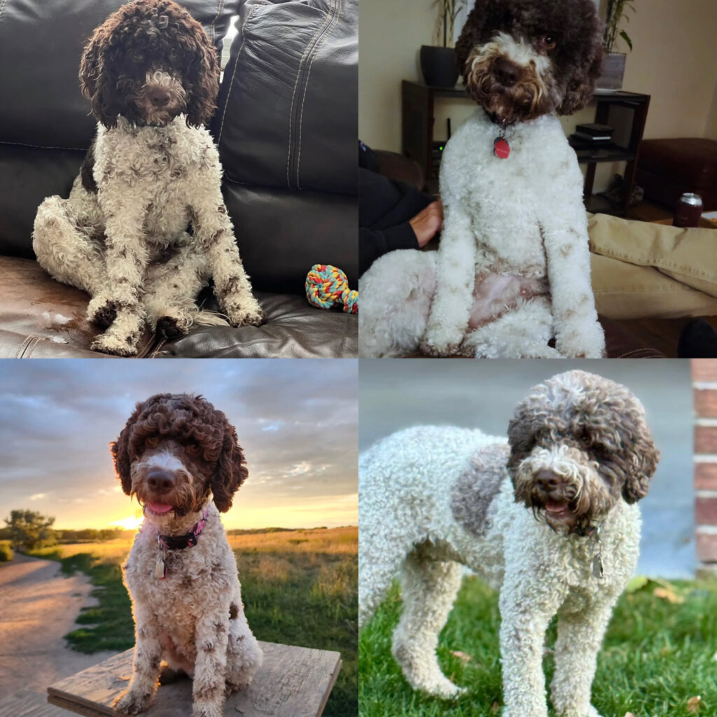 Female Lagotto Romagnolo Dam with curly brown-and-white coat sitting indoors and outdoors — high-quality breeding mother for Lagotto Romagnolo puppies for sale.