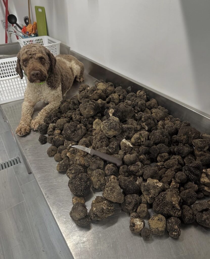 Lagotto Romagnolo resting beside a large pile of freshly harvested truffles