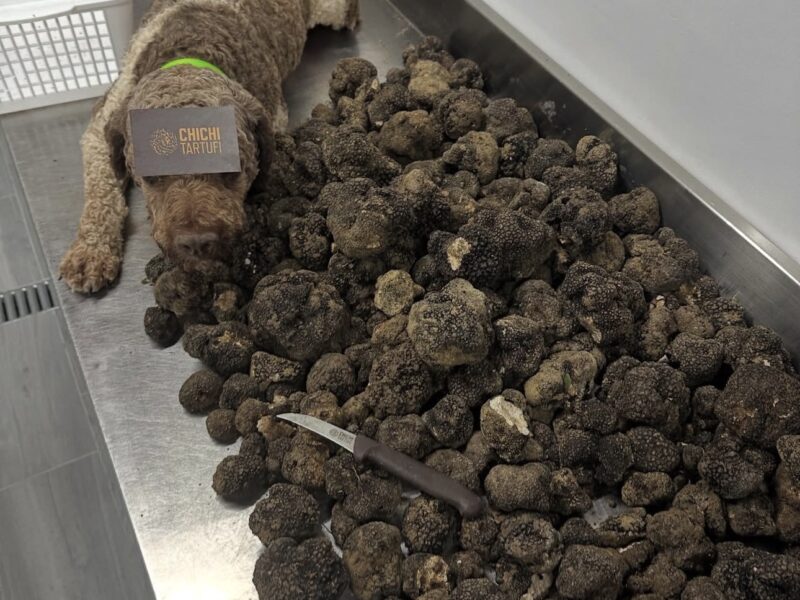 Golden Truffle Lagotto