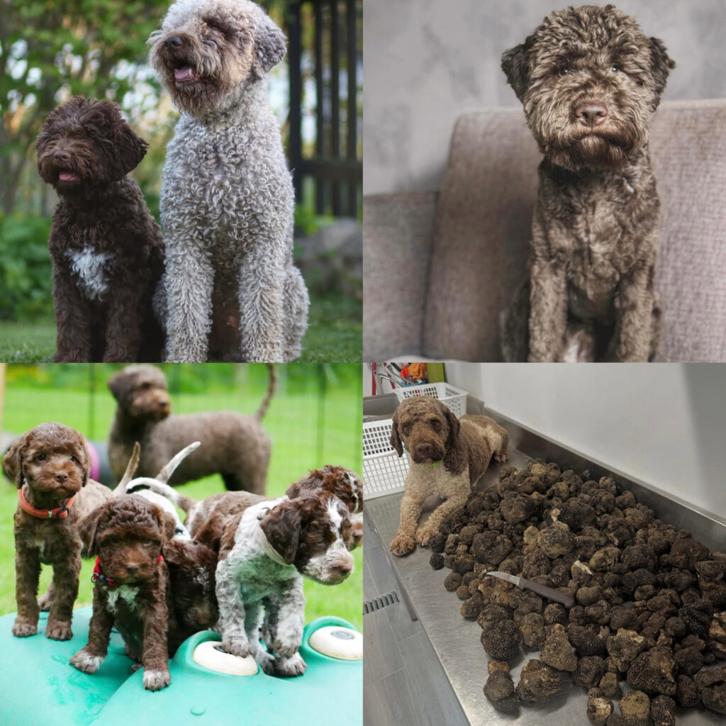 Lagotto Romagnolo adults and puppies showcasing curly coats, truffle-hunting skills, and family temperament — Golden Truffle Lagotto puppies for sale.