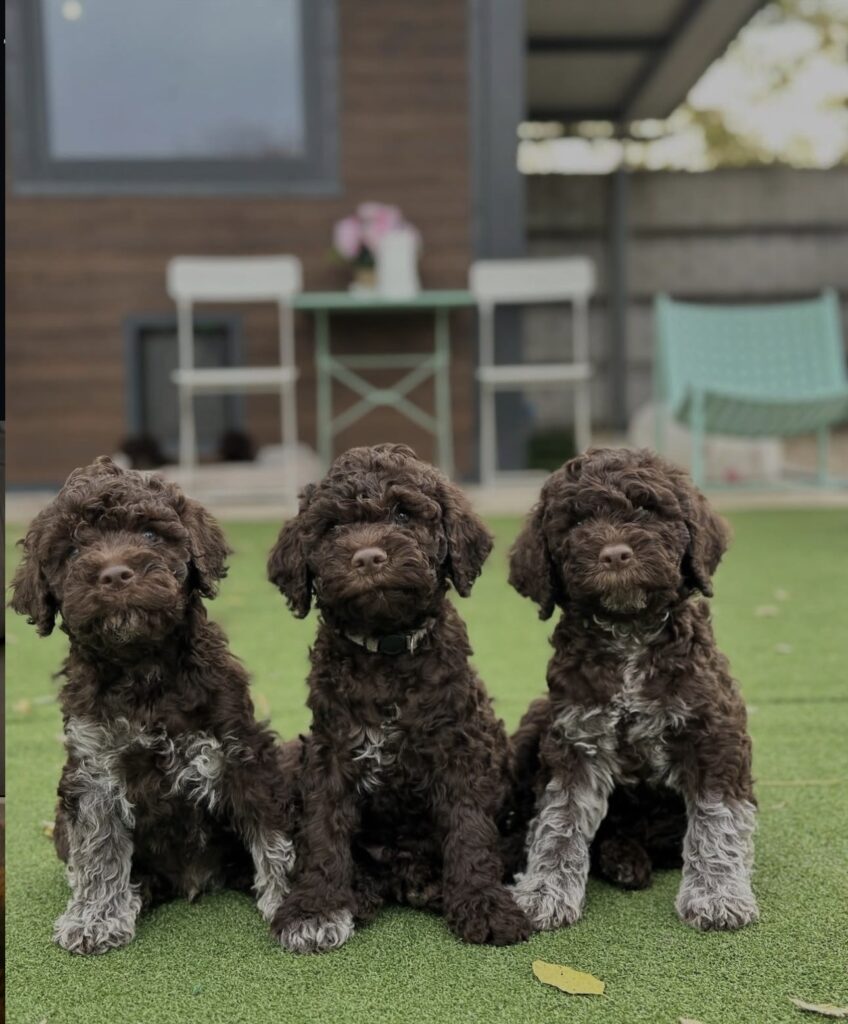 Three Lagotto Romagnolo puppies with curly brown and roan coats sitting outdoors — Golden Truffle Lagotto puppies for sale.