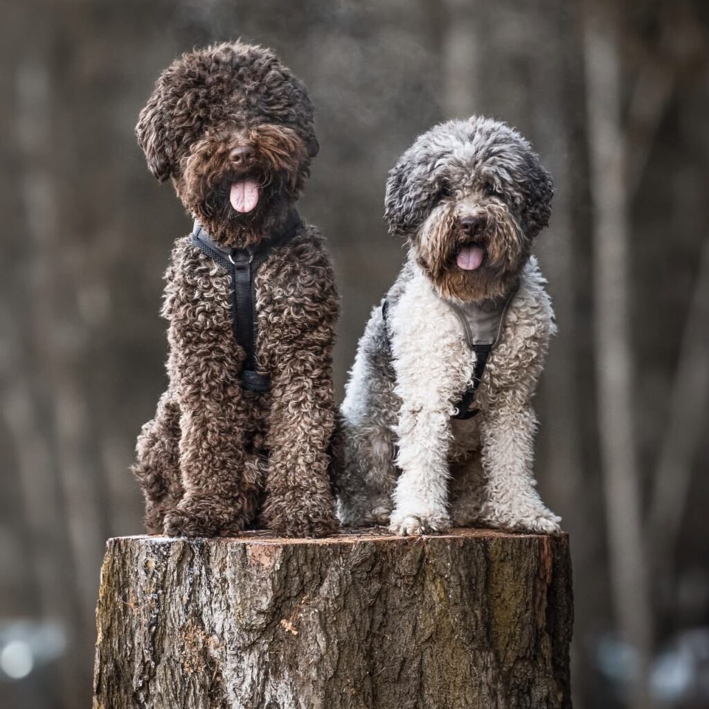 Two adult Lagotto Romagnolo truffle dogs sitting on a tree stump in the forest, showcasing their curly hypoallergenic coats – premium Lagotto Romagnolo puppies for sale USA.