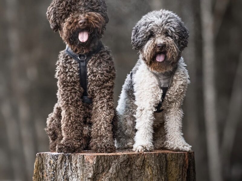 Two adult Lagotto Romagnolo truffle dogs sitting on a tree stump in the forest, showcasing their curly hypoallergenic coats – premium Lagotto Romagnolo puppies for sale USA.