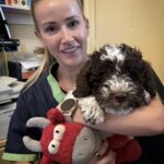 Veterinarian holding a Lagotto Romagnolo puppy during a health check — premium Lagotto Romagnolo puppies for sale USA from Golden Truffle Lagotto