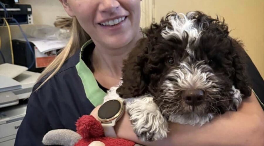 Veterinarian holding a Lagotto Romagnolo puppy during a health check — premium Lagotto Romagnolo puppies for sale USA from Golden Truffle Lagotto