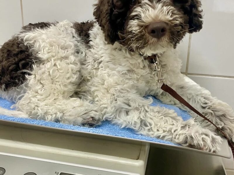 Golden Truffle Lagotto
