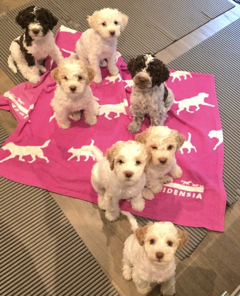 Three adult Lagotto Romagnolo truffle dogs standing by the sea in Italy, showcasing curly hypoallergenic coats — premium Lagotto Romagnolo puppies for sale USA and worldwide.