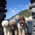 Three Lagotto Romagnolo dogs enjoying the coast, representing the beauty, temperament, and quality raised by a trusted Lagotto Romagnolo breeder.
