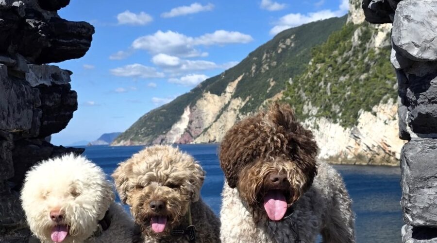 Three Lagotto Romagnolo dogs enjoying the coast, representing the beauty, temperament, and quality raised by a trusted Lagotto Romagnolo breeder.