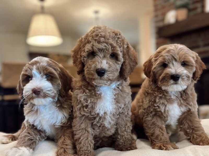 Adorable Lagotto Romagnolo puppies for sale sitting together on a cushion, showing their curly coats and friendly expressions.
