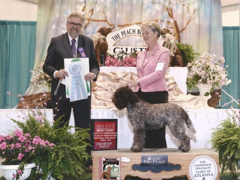 Award-winning Lagotto Romagnolo presented in the show ring, representing excellence from a reputable Lagotto Romagnolo breeder.