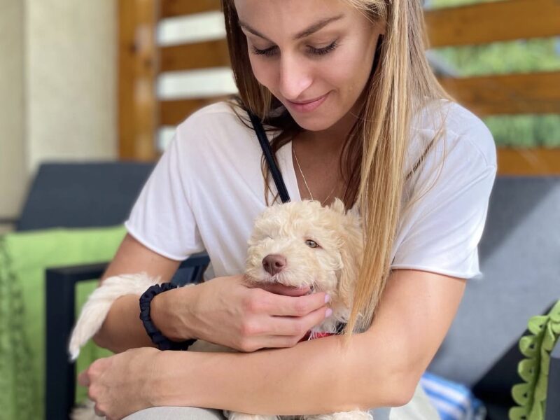 Young girl playing with two brown and white Lagotto Romagnolo puppies at home.