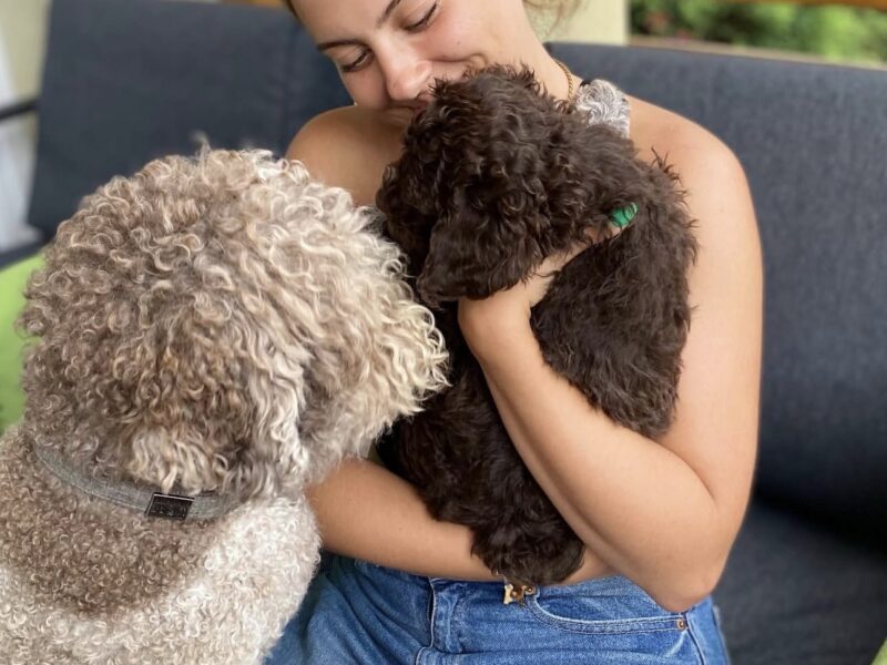 Woman bonding with a chocolate Lagotto Romagnolo puppy and an adult dog.