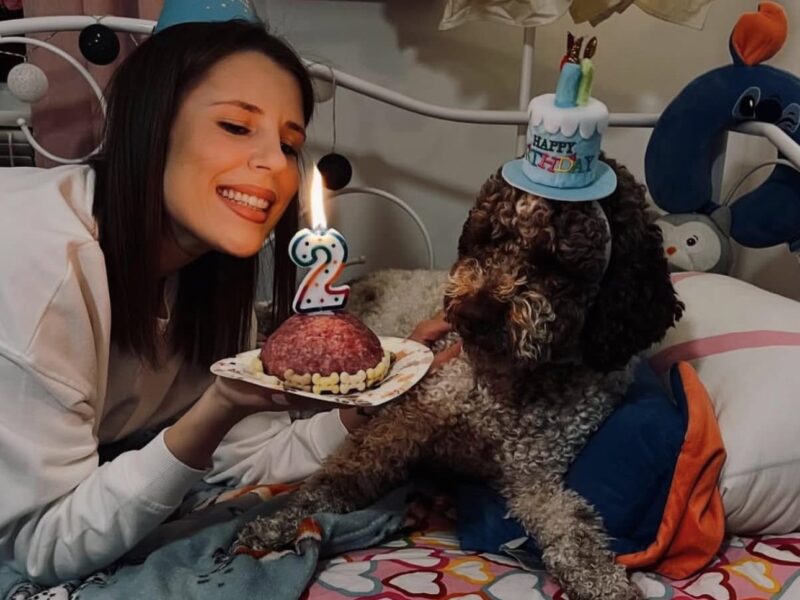 Celebrating a 2nd birthday of a brown Lagotto Romagnolo dog with a party hat.