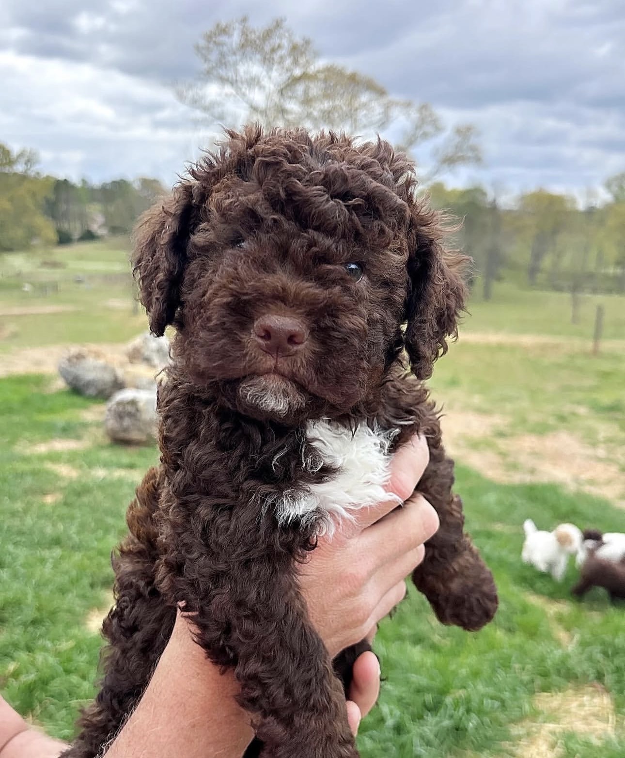 Close-up of a curly chocolate Lagotto Romagnolo puppy with a white chest patch.