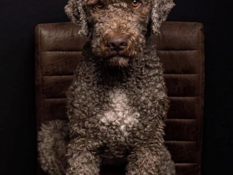 Dark chocolate Lagotto Romagnolo sitting on a vintage leather chair.