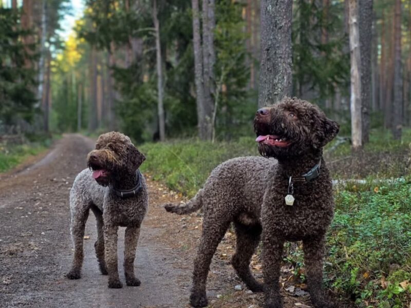 Golden Truffle Lagotto