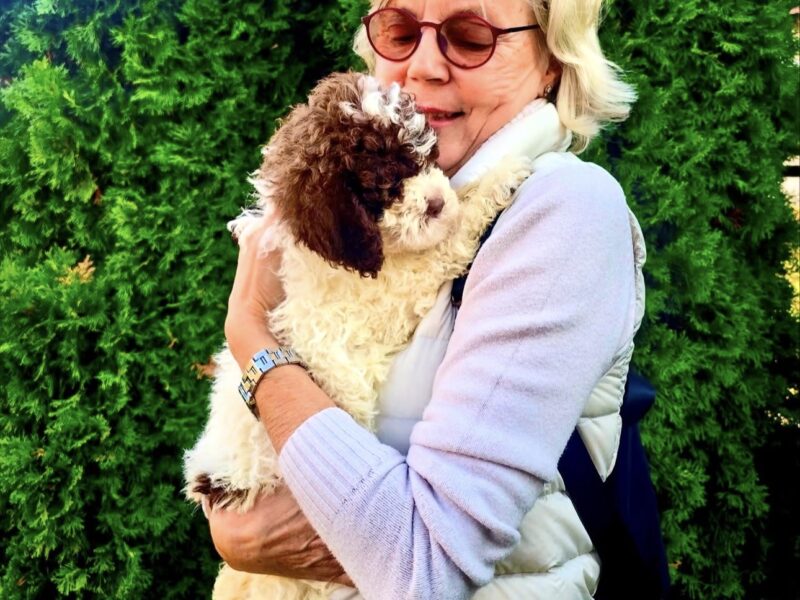 Golden Truffle Lagotto