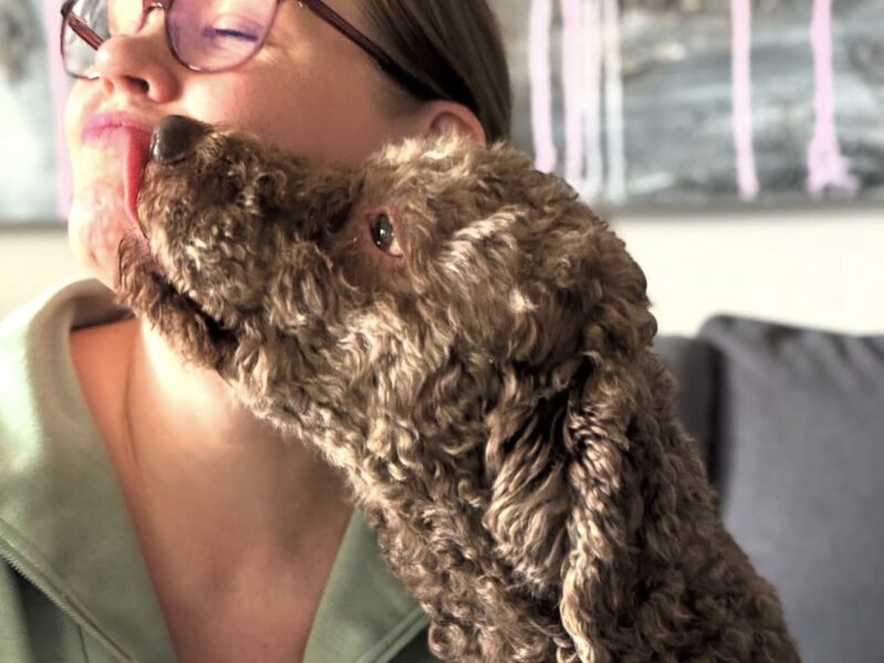 Golden Truffle Lagotto