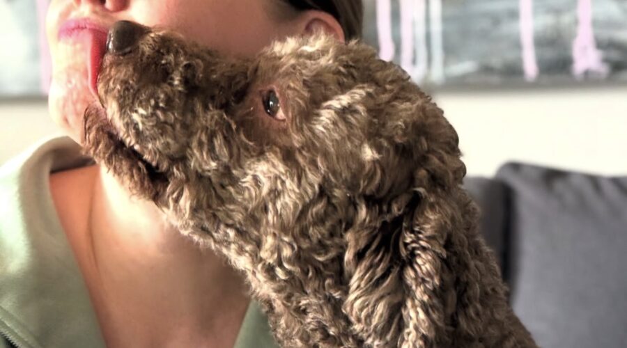 Golden Truffle Lagotto