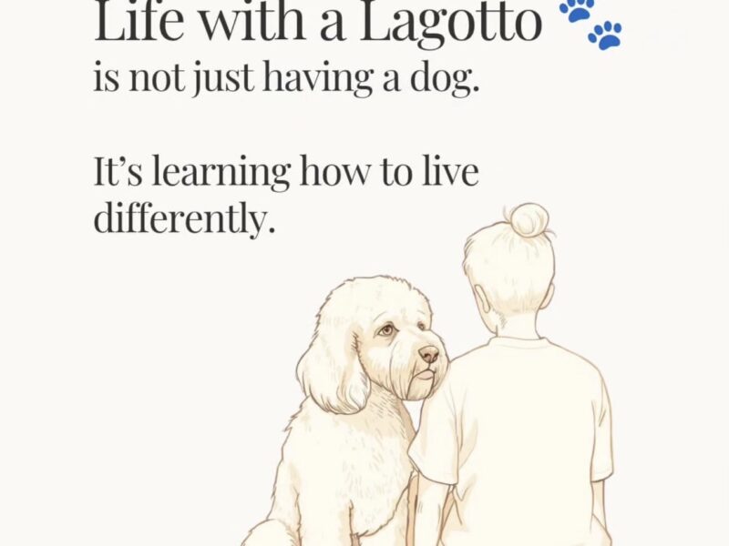 Golden Truffle Lagotto