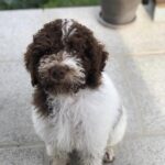 Bodhi male Lagotto Romagnolo puppy with curly brown and white coat indoors