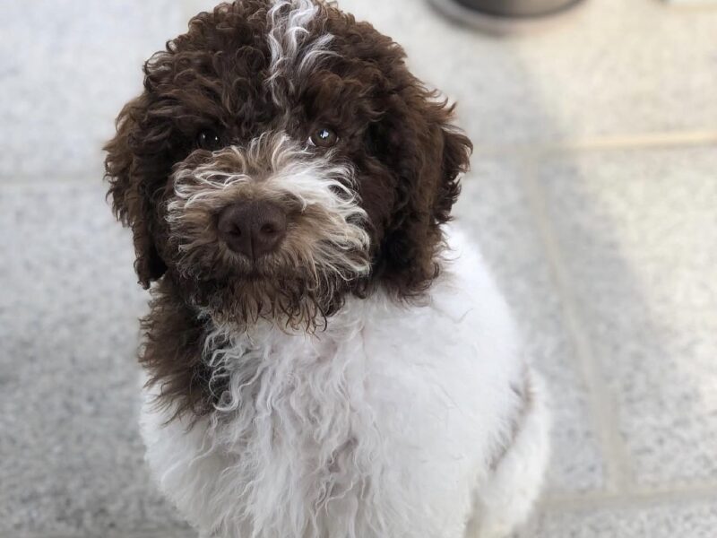 Bodhi male Lagotto Romagnolo puppy with curly brown and white coat indoors