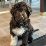 Lagotto Romagnolo puppy Clea sitting indoors with curly brown and white coat