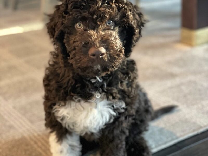 Lagotto Romagnolo puppy Clea sitting indoors with curly brown and white coat