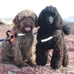 Lagotto romagnolo vs poodle