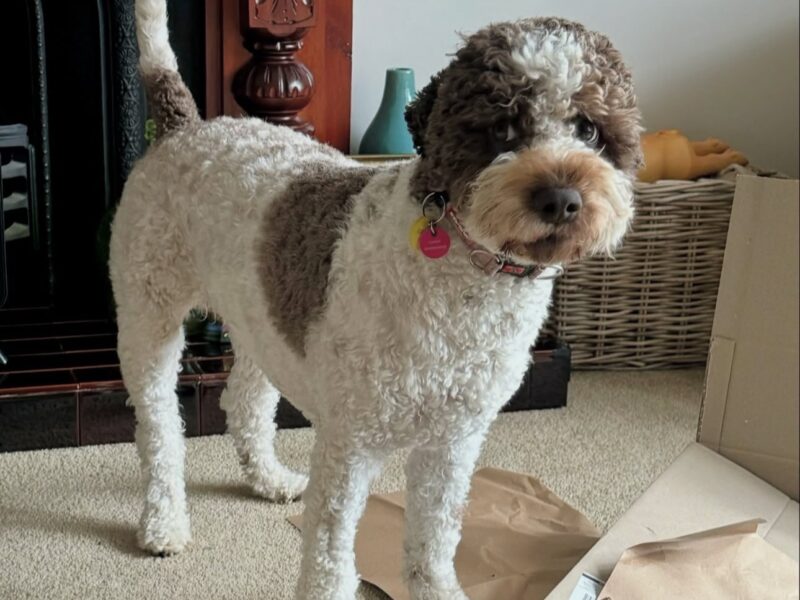 Adult lagotto romagnolo
