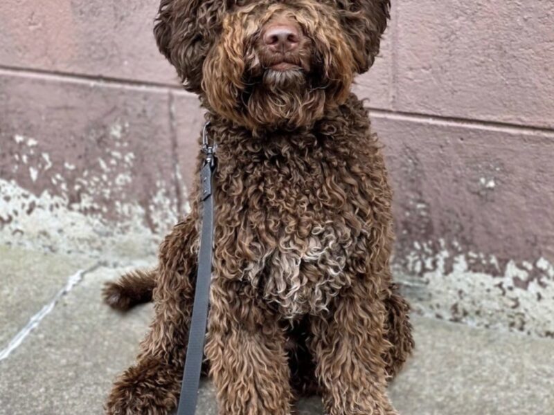 BOB - Young adult male lagotto romagnolo sale