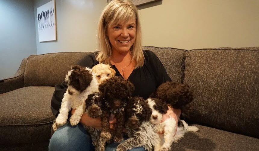Lagotto romagnolo breeder from Golden truffle lagotto